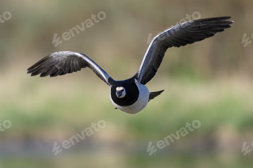 Preview: Barnacle goose (Branta leucopsis)