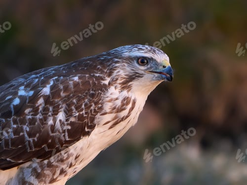 Preview: Common buzzard (Buteo buteo)