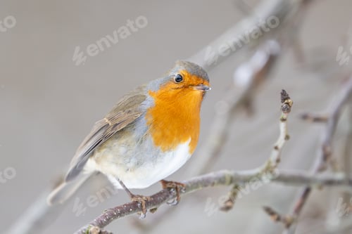 Preview: European robin (Erithacus rubecula)