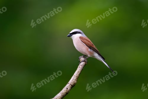 Preview: Red-backed shrike (Lanius collurio)