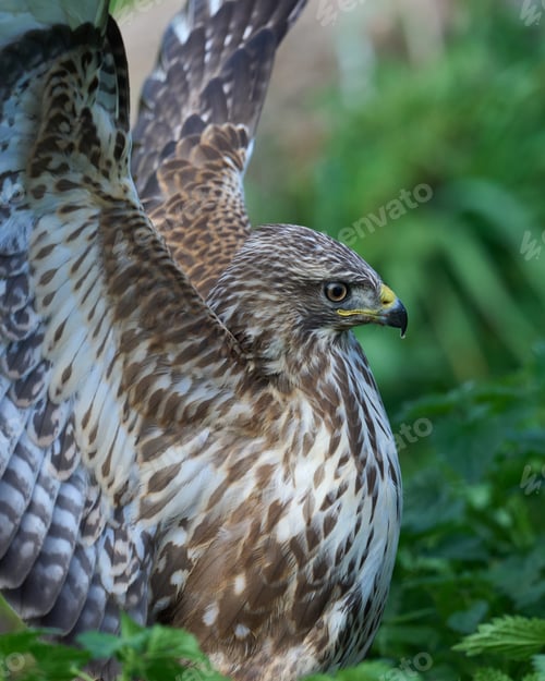 Preview: Common buzzard (Buteo buteo)
