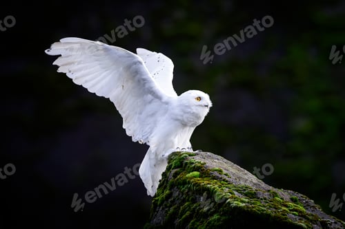 Preview: Snowy owl (Bubo scandiacus)