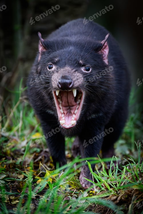 Preview: Tasmanian devil (Sarcophilus harrisii)