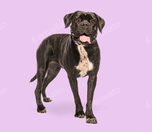 Preview: Cane corso panting and standing on purple background