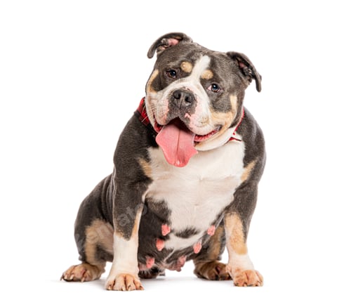 Preview: American bully dog sitting panting against white background