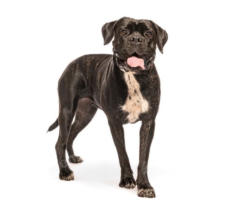 Preview: Cane corso italiano dog standing on white background