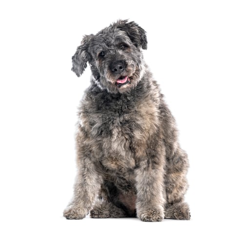 Preview: Adorable Bouvier des Flandres dog sitting and panting on white background