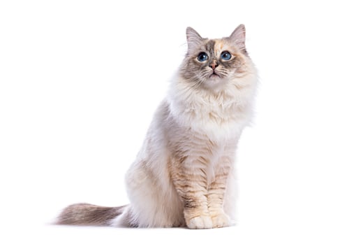 Preview: Adorable ragdoll cat sitting and looking up on white background