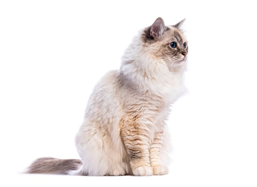 Preview: Birman cat sitting and looking away on white background