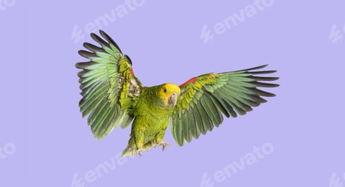 Preview: Green Amazon parrot flying with outstretched wings