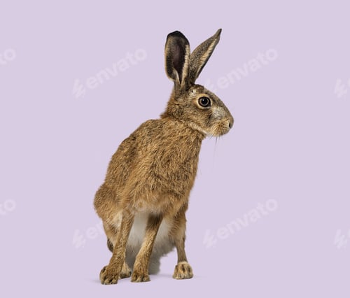 Preview: Brown hare looking alert on purple background