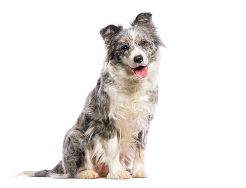 Preview: Border collie panting and sitting on white background