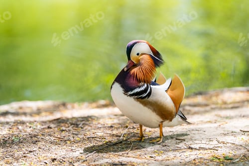 Preview: A beautiful male mandarin duck, close-up photo. Nature and wild birds