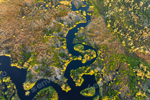 Preview: Wild tropical nature with dense green vegetation at sunset.