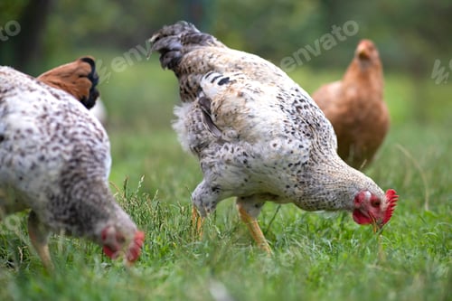 Preview: Chicken grazing on green grass.
