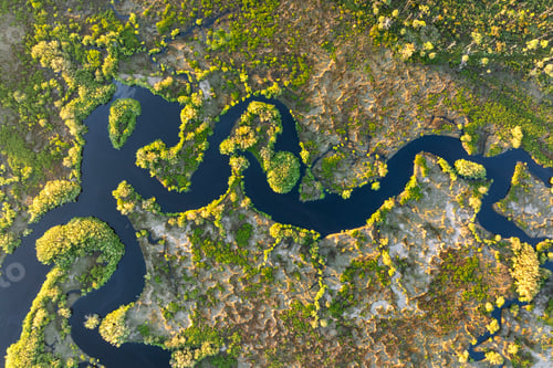 Preview: Florida subtropical swamp with wild vegetation