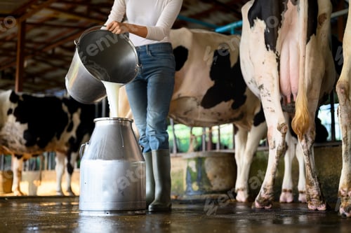 Preview: Woman pouring fresh milk into container during dairy farm production process