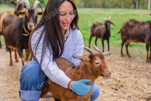 Preview: Female environmental scientist examining goat health on farm
