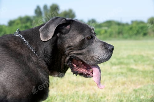 Preview: Obedience Training With a Cane Corso