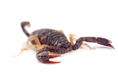 Preview: Brown Scorpion in Studio