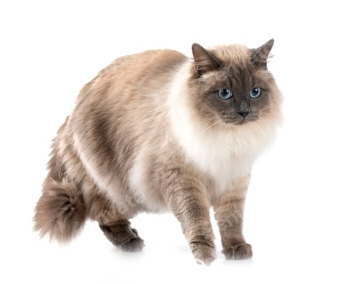 Preview: Siberian Cat in Studio