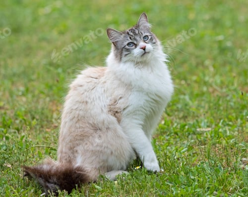 Preview: Ragdoll Cat in Garden