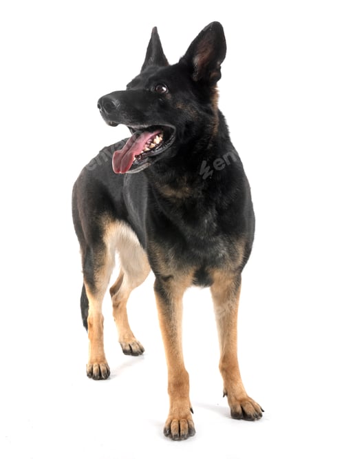 Preview: Young German Shepherd