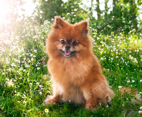 Preview: Young Pomeranian in Nature