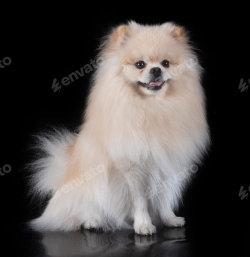 Preview: Young Pomeranian in Studio