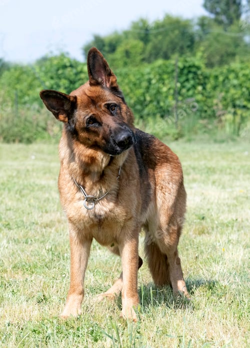 Preview: Training of German Shepherd