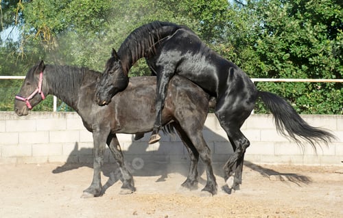 Preview: Mating Horse in Nature
