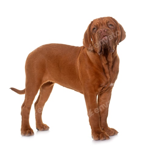 Preview: puppy Dogue de Bordeaux