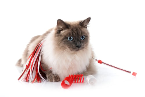 Preview: Siberian Cat in Studio