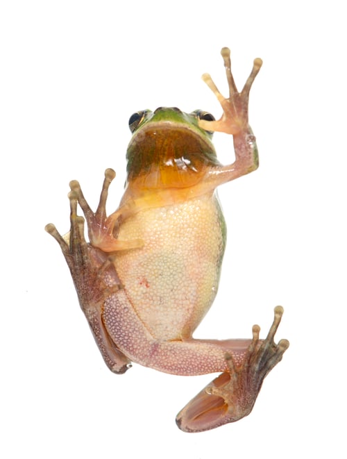 Preview: European tree frog