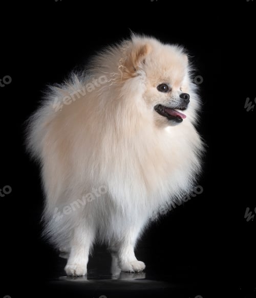 Preview: Young Pomeranian in Studio