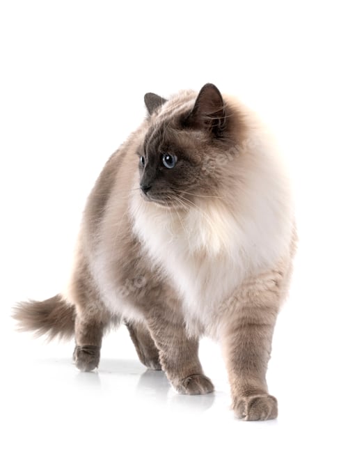 Preview: Siberian Cat in Studio