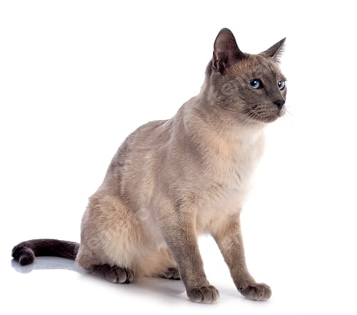 Grey Blue-Eyed Cat Sitting Against a Plain White Background