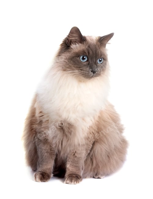 Preview: Siberian Cat in Studio