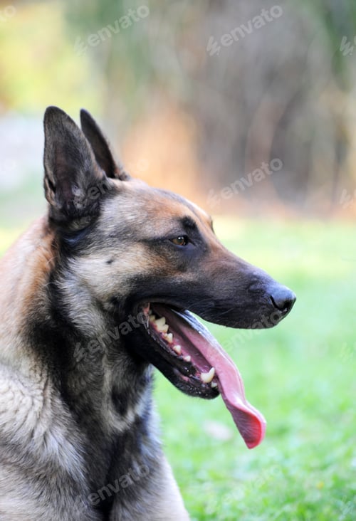 Preview: Belgian Shepherd in Garden