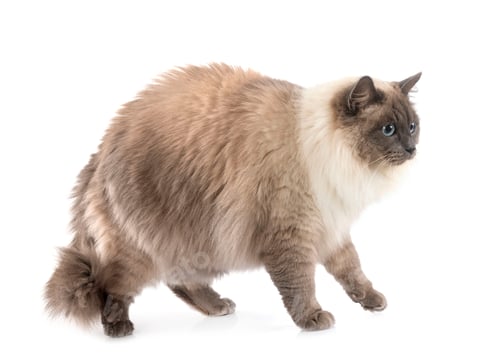 Preview: Siberian Cat in Studio