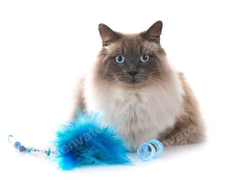 Preview: Siberian Cat in Studio