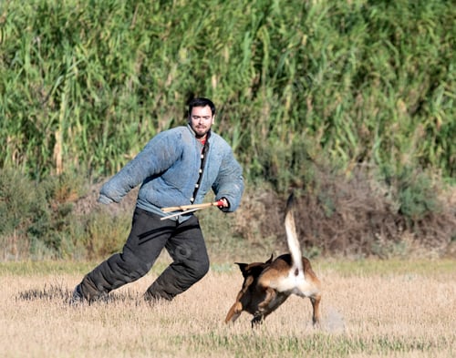 Preview: Training of Belgian Shepherd
