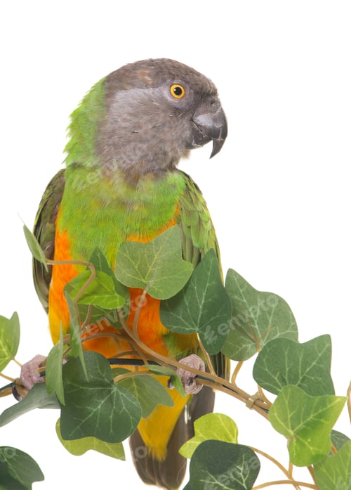 Preview: Senegal parrot in studio