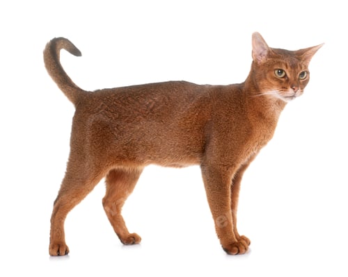 Preview: Abyssinian cat in studio