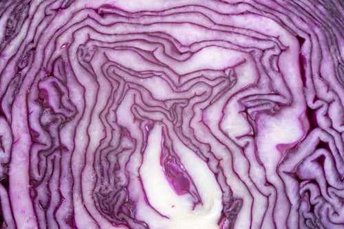 Preview: Red cabbage in studio