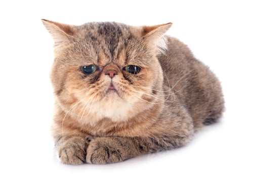 Preview: Exotic Shorthair