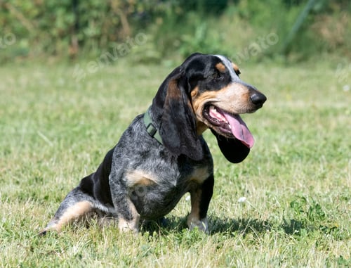 Preview: Basset bleu de Gascogne