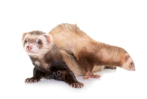 Preview: Ferrets in Studio