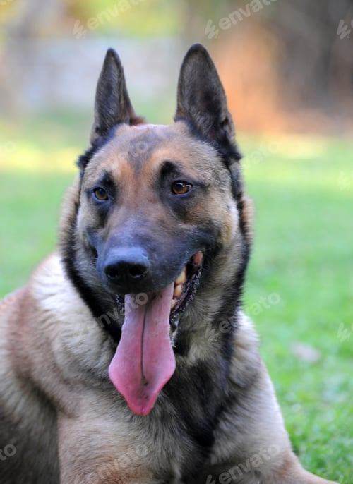 Preview: Belgian Shepherd in Garden