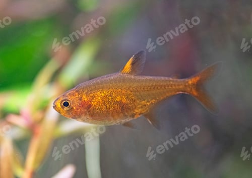 Preview: Hyphessobrycon amandae in aquarium